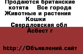 Продаются британские котята  - Все города Животные и растения » Кошки   . Свердловская обл.,Асбест г.